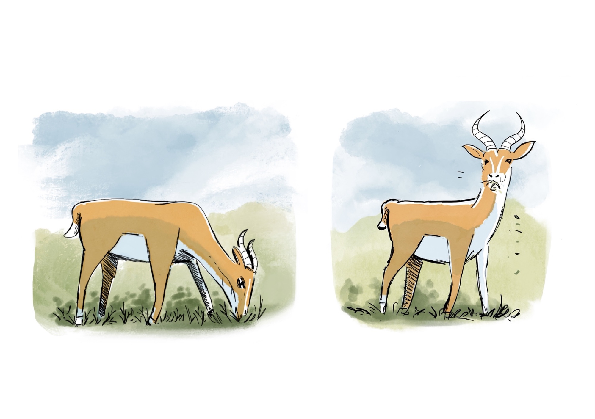 clement bletton bd comics blettonnerie antilope